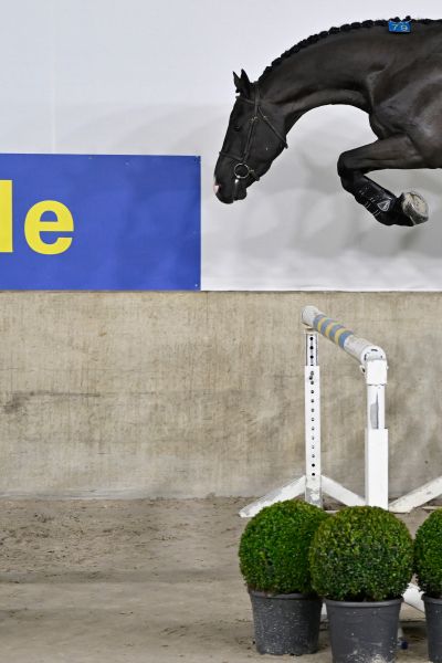 コレクション STALLIONS 2000 DEVIL 2000 Z - Performance breeding through and through